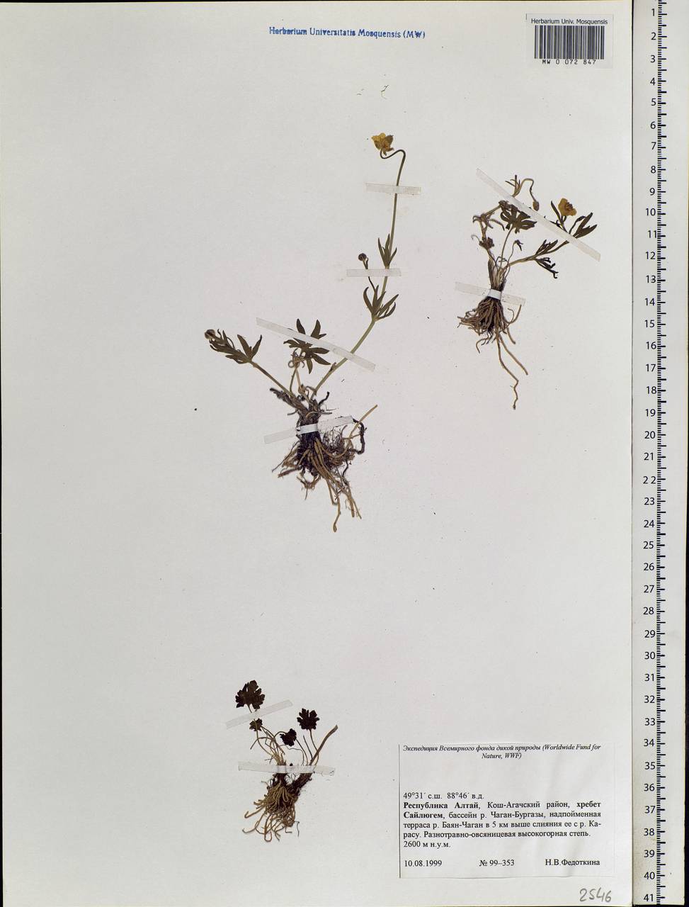 Ranunculus, Siberia, Altai & Sayany Mountains (S2) (Russia)