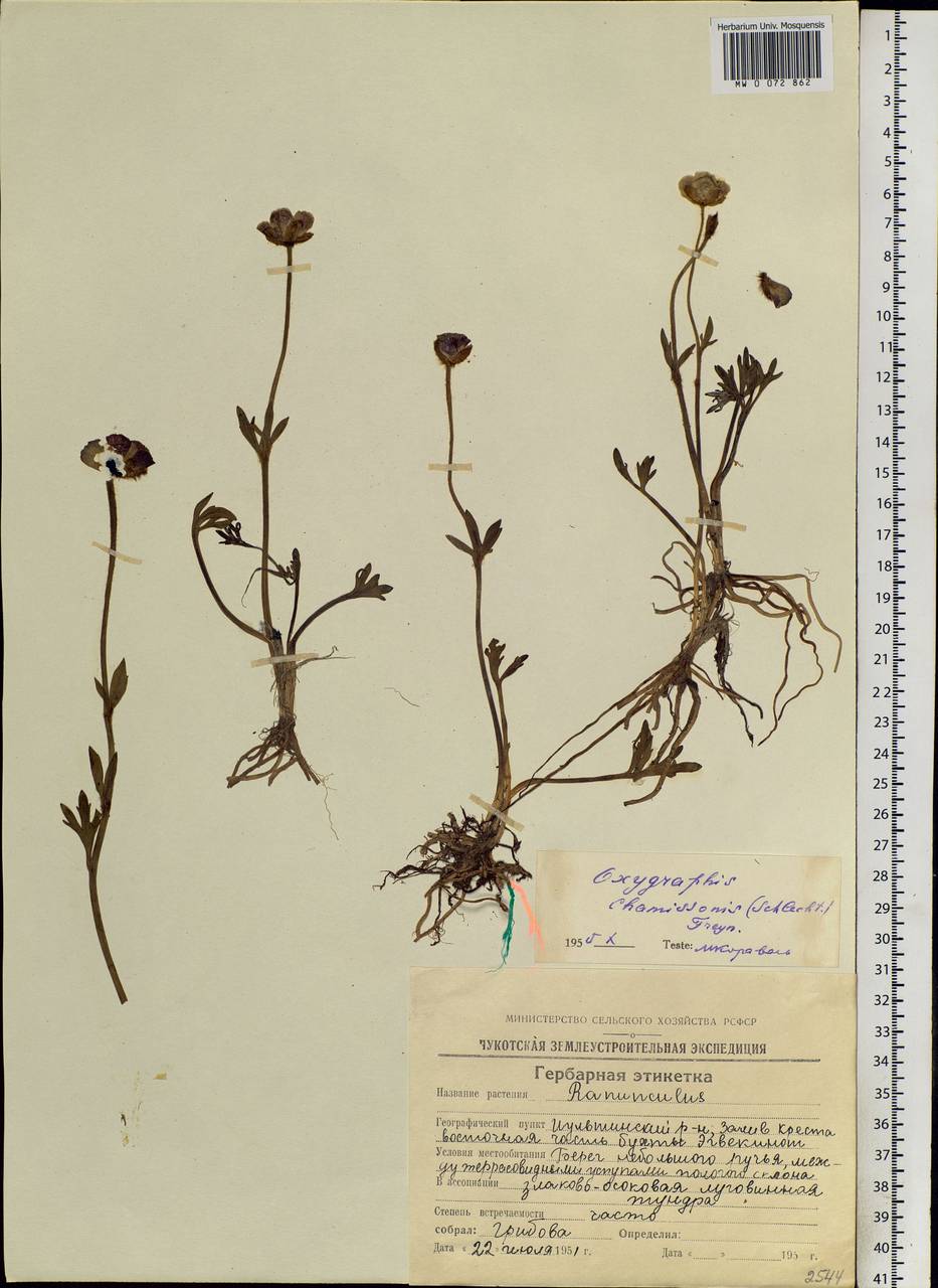 Ranunculus glacialis var. camissonis (Schltdl.) L. D. Benson, Siberia, Chukotka & Kamchatka (S7) (Russia)