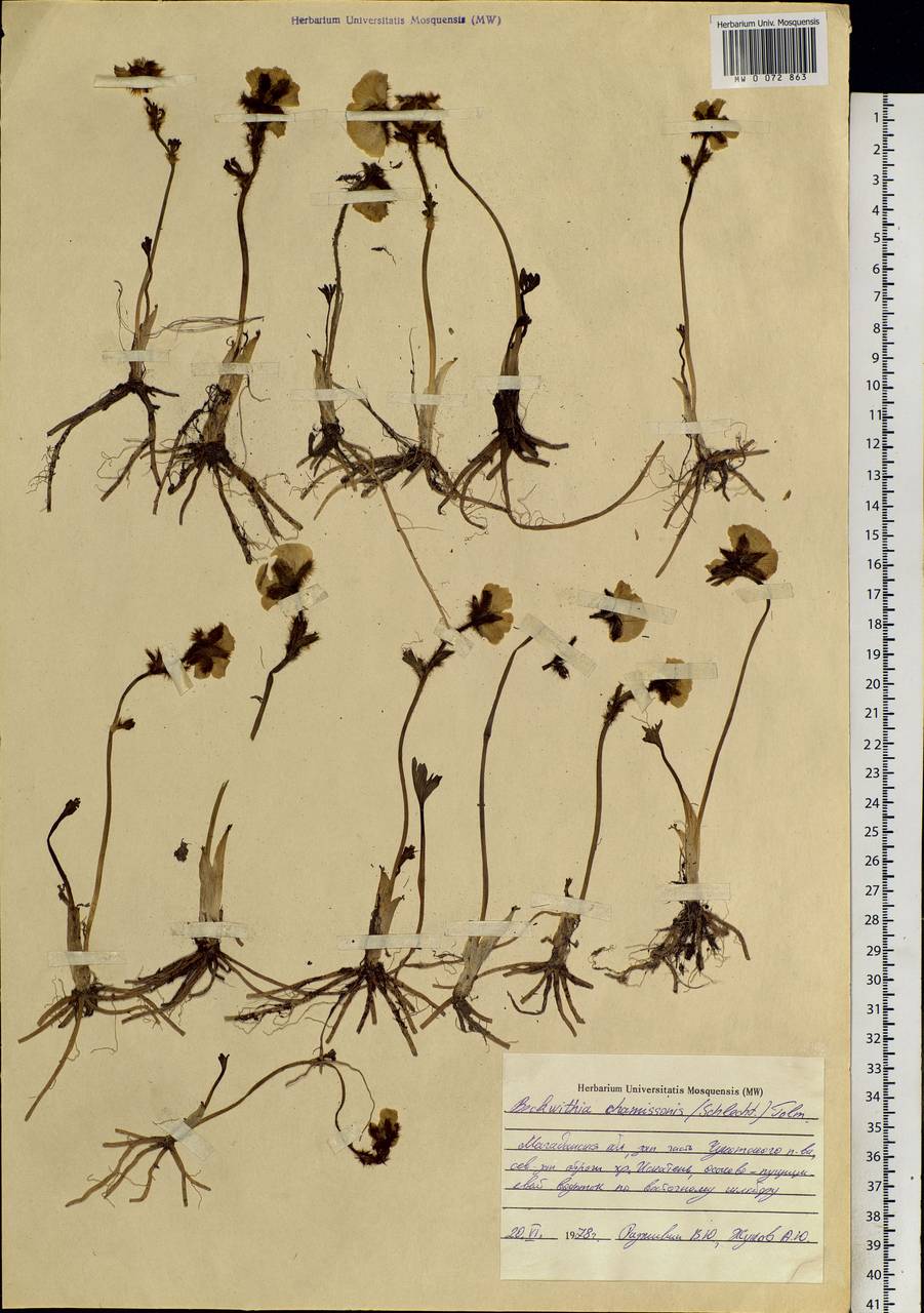 Ranunculus glacialis var. camissonis (Schltdl.) L. D. Benson, Siberia, Chukotka & Kamchatka (S7) (Russia)