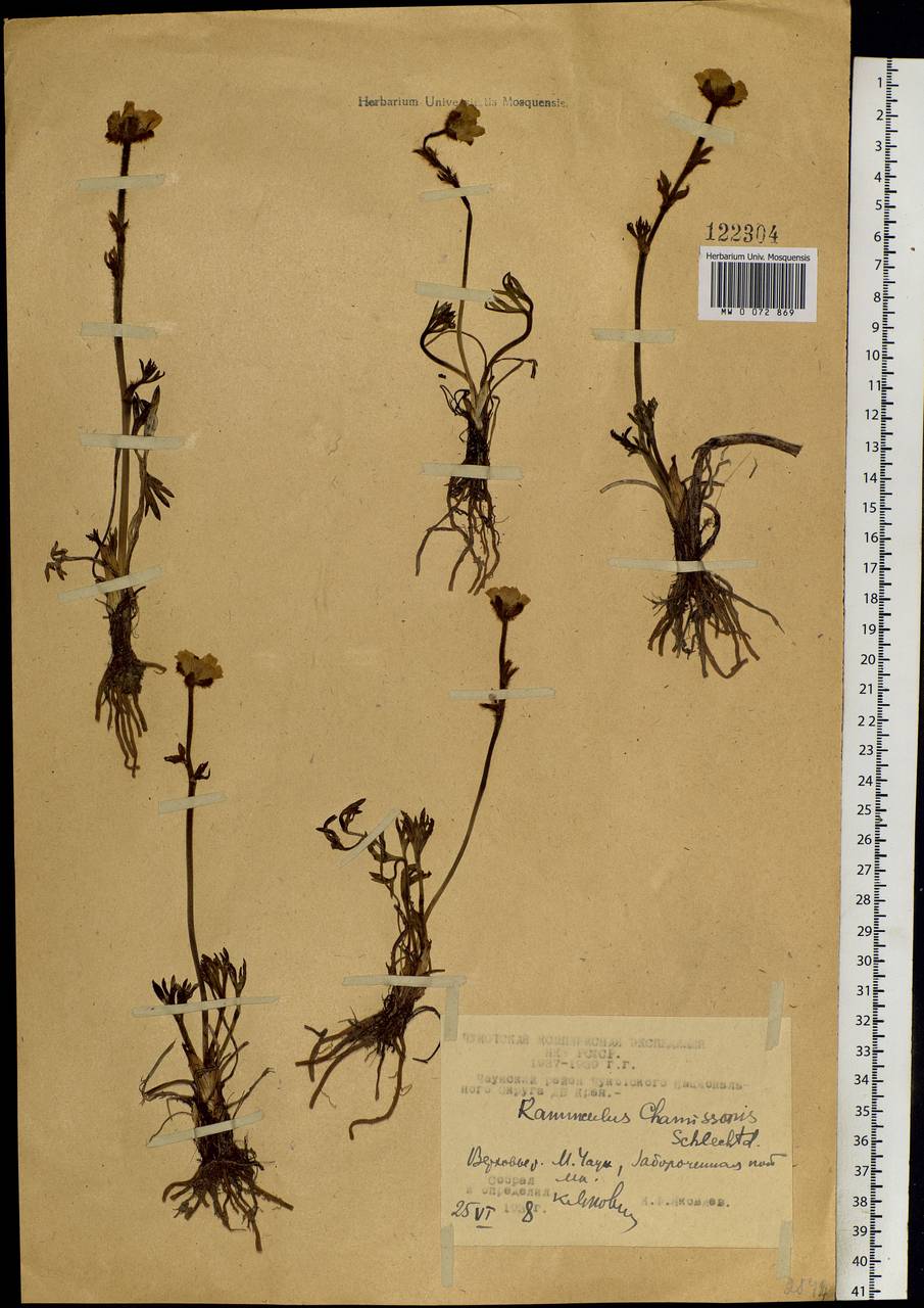 Ranunculus glacialis var. camissonis (Schltdl.) L. D. Benson, Siberia, Chukotka & Kamchatka (S7) (Russia)