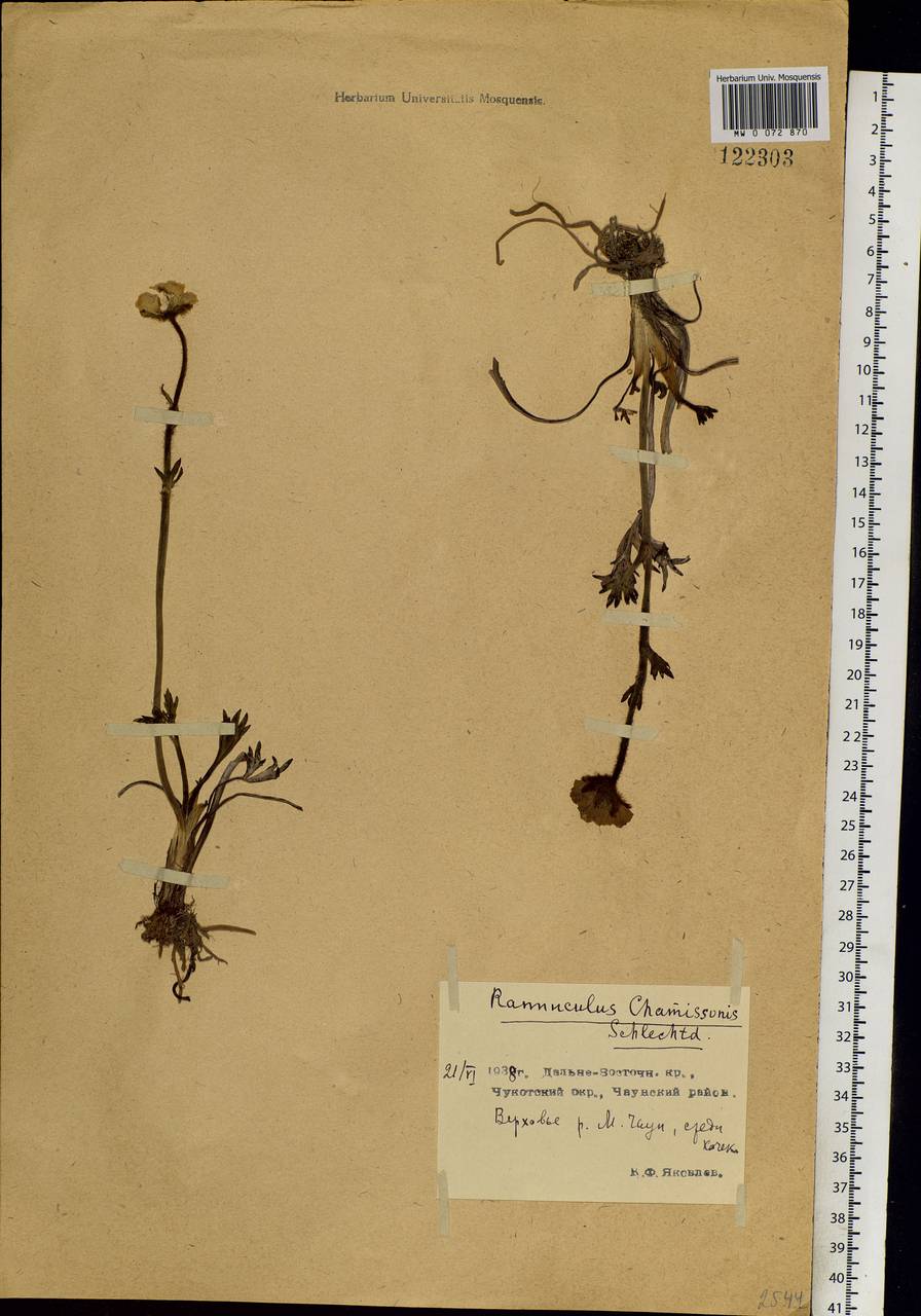 Ranunculus glacialis var. camissonis (Schltdl.) L. D. Benson, Siberia, Chukotka & Kamchatka (S7) (Russia)