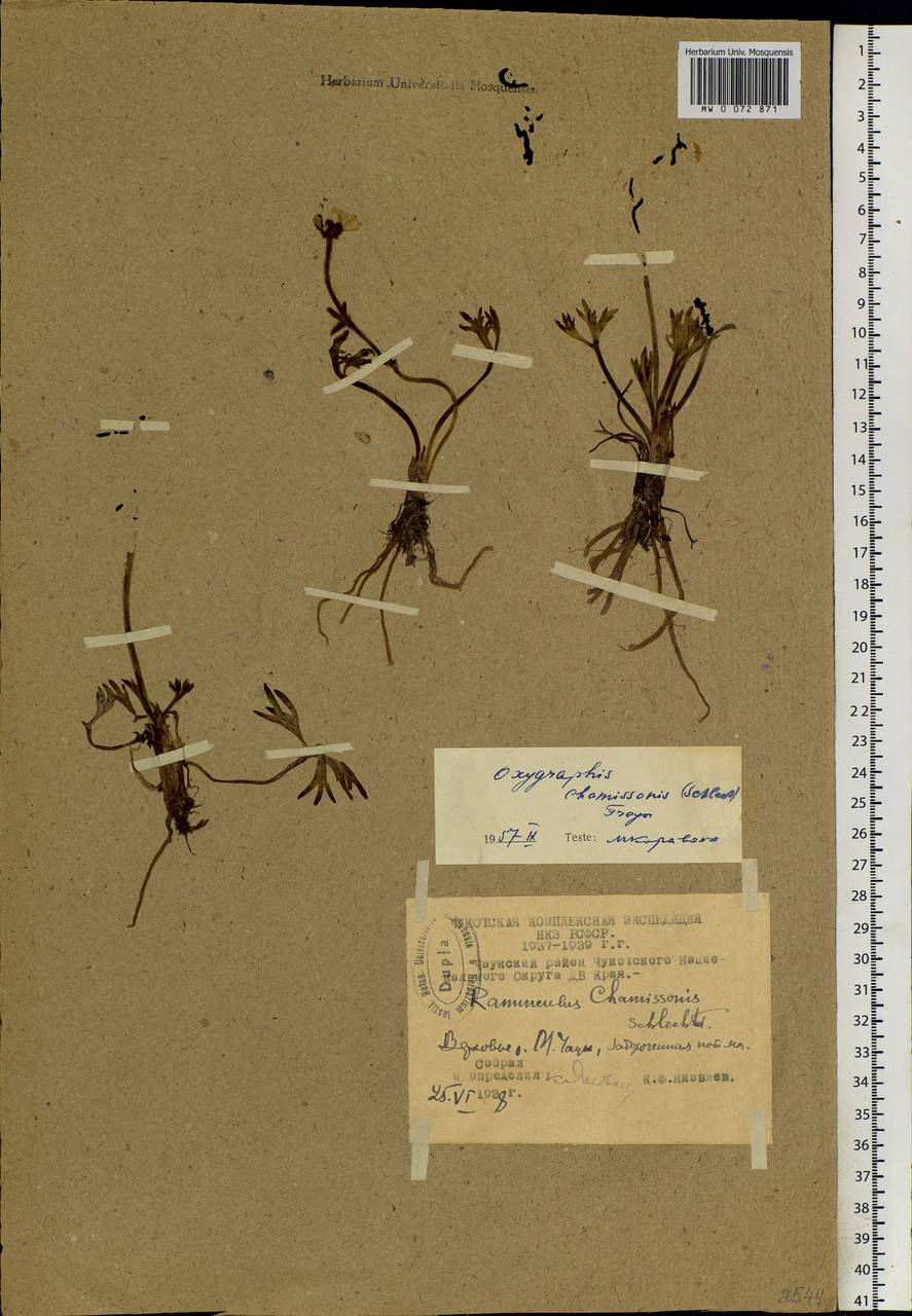 Ranunculus glacialis var. camissonis (Schltdl.) L. D. Benson, Siberia, Chukotka & Kamchatka (S7) (Russia)