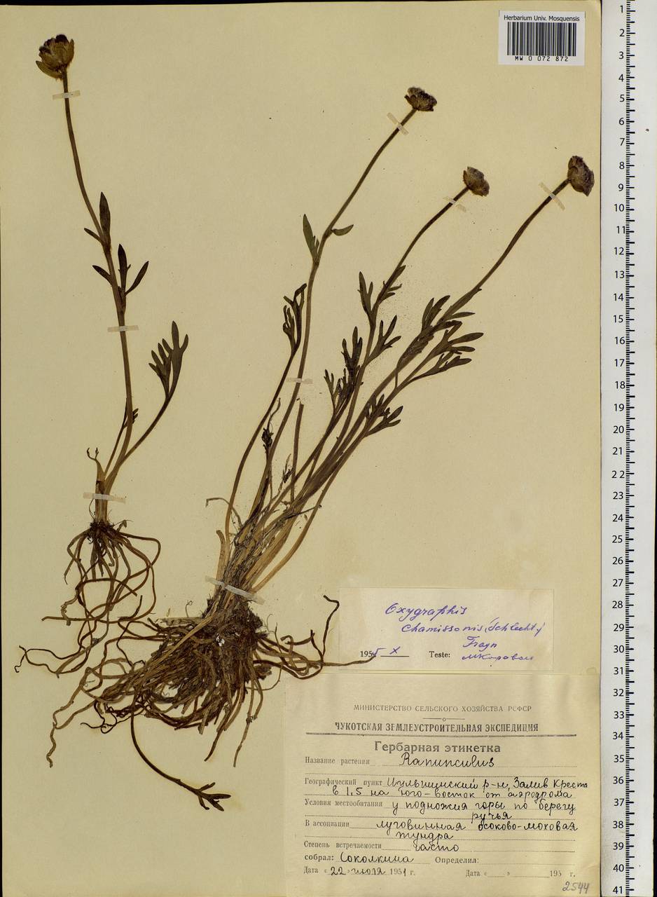 Ranunculus glacialis var. camissonis (Schltdl.) L. D. Benson, Siberia, Chukotka & Kamchatka (S7) (Russia)