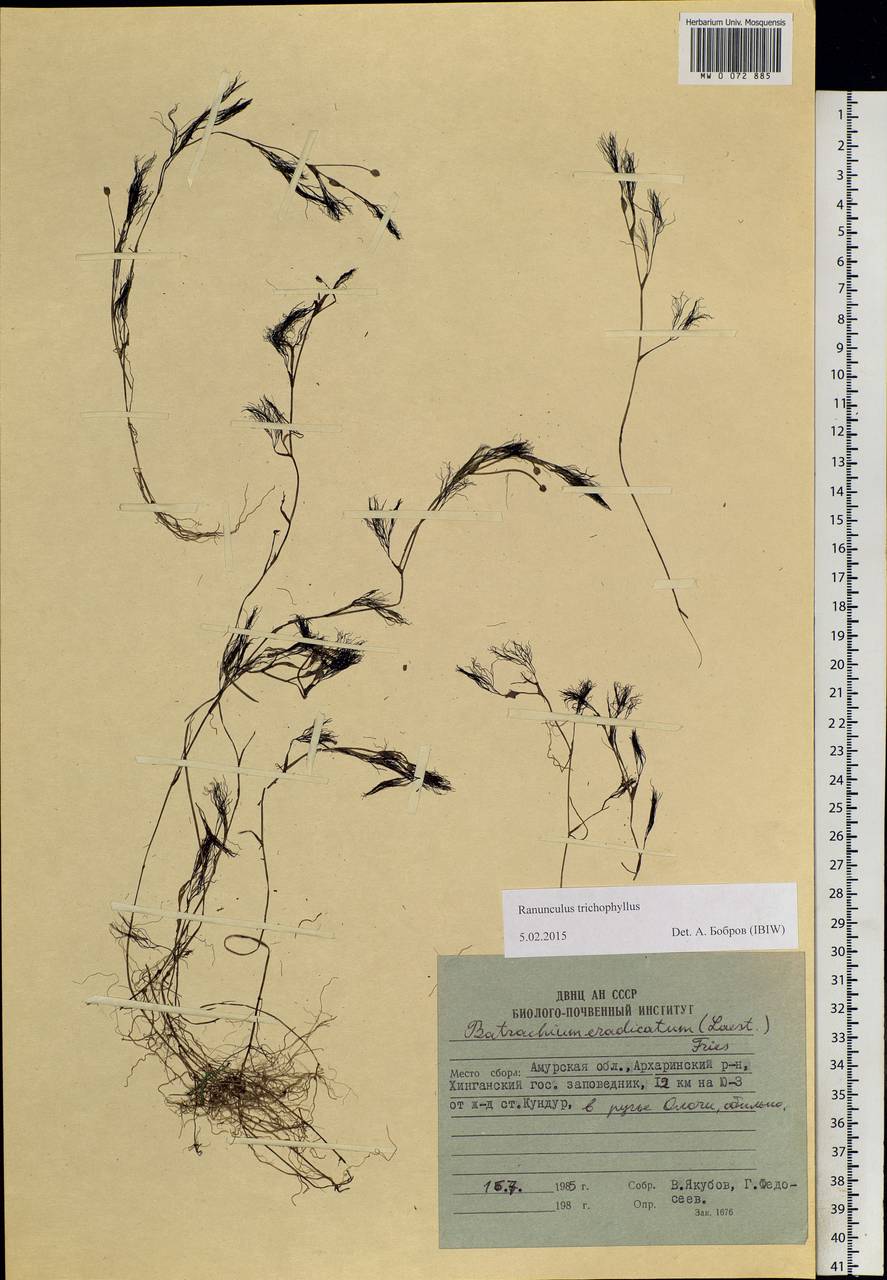 Ranunculus trichophyllus Chaix, Siberia, Russian Far East (S6) (Russia)