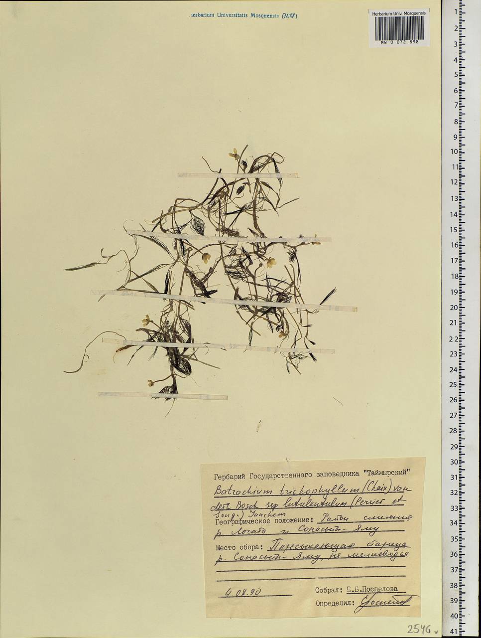 Ranunculus trichophyllus Chaix, Siberia, Central Siberia (S3) (Russia)