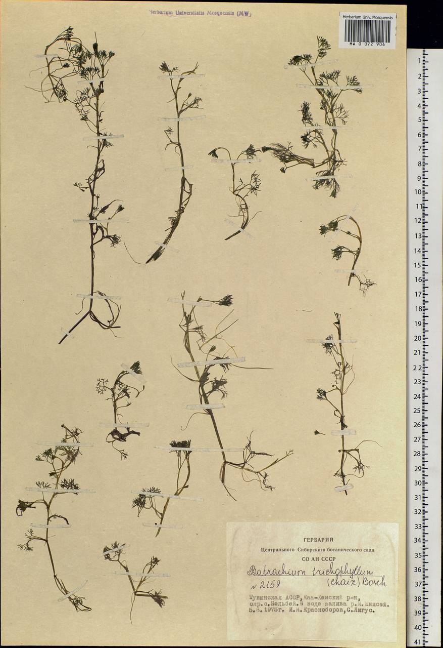 Ranunculus trichophyllus Chaix, Siberia, Altai & Sayany Mountains (S2) (Russia)