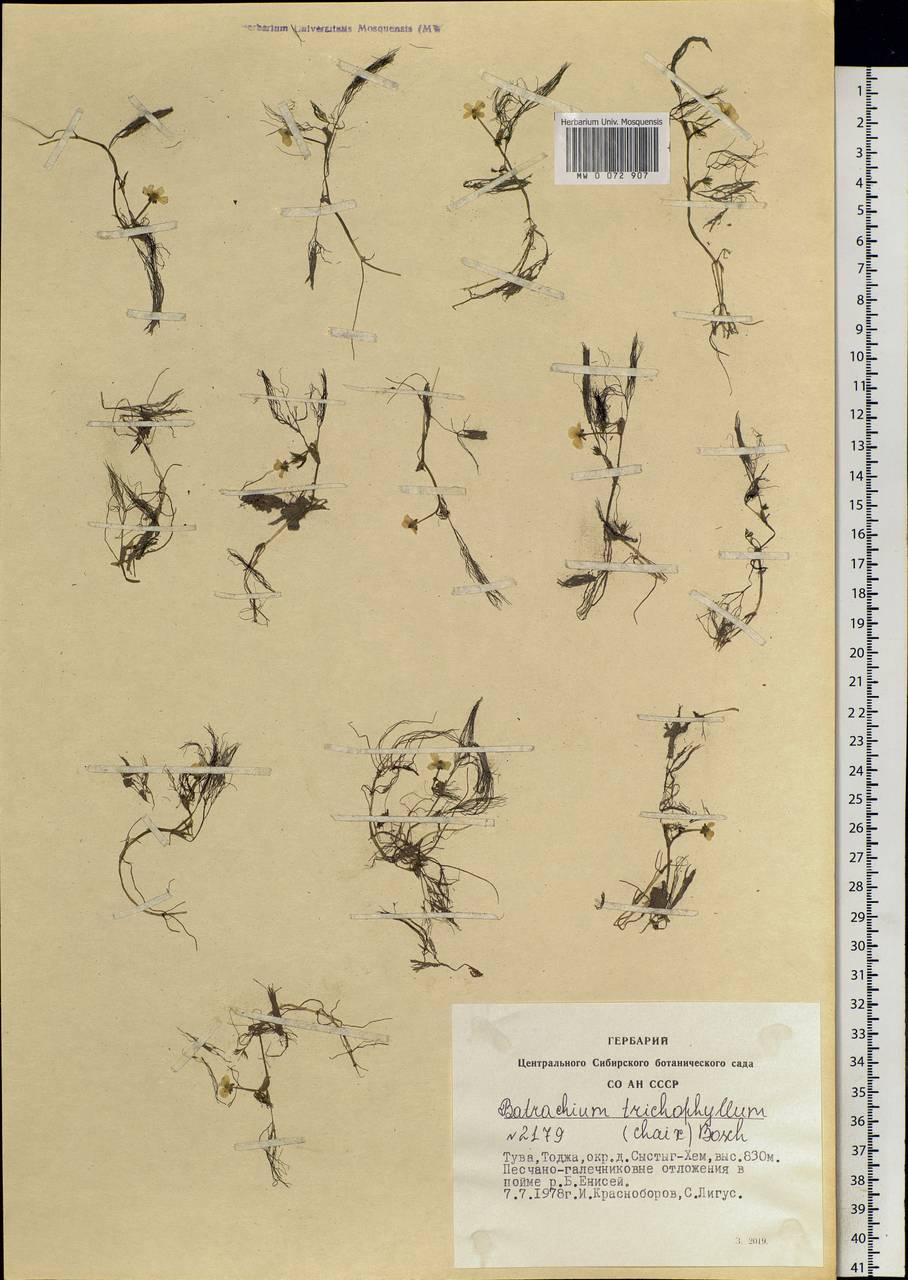 Ranunculus trichophyllus Chaix, Siberia, Altai & Sayany Mountains (S2) (Russia)