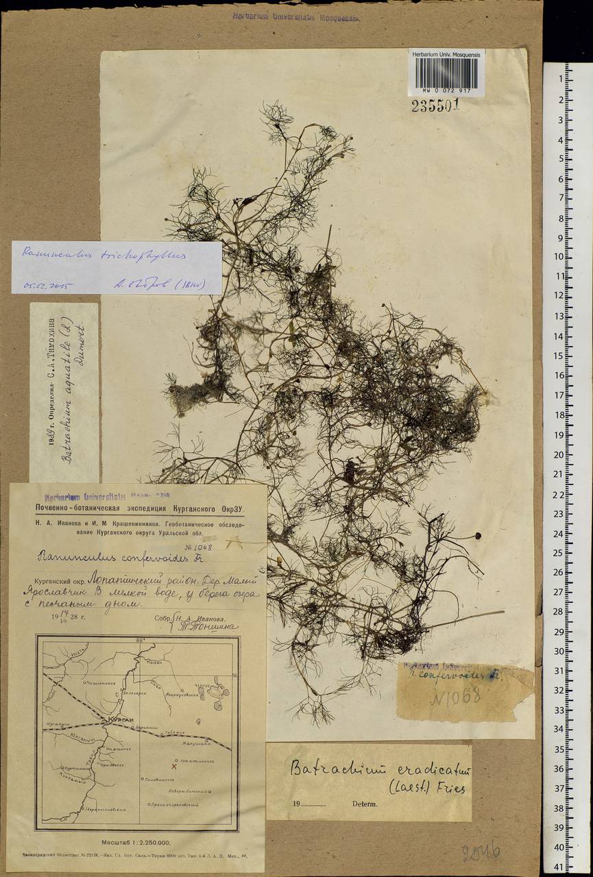 Ranunculus trichophyllus Chaix, Siberia, Western Siberia (S1) (Russia)