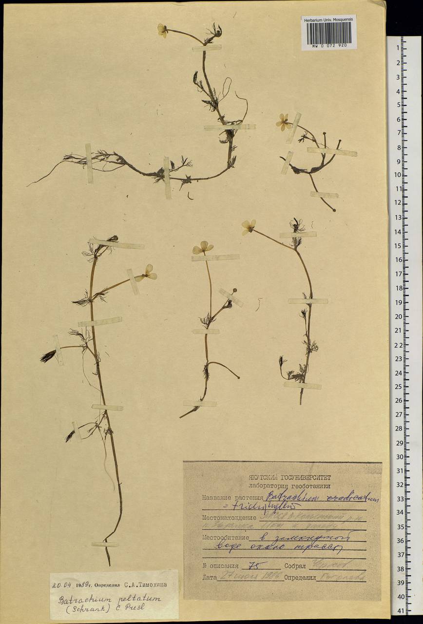 Ranunculus aquatilis L., Siberia, Yakutia (S5) (Russia)