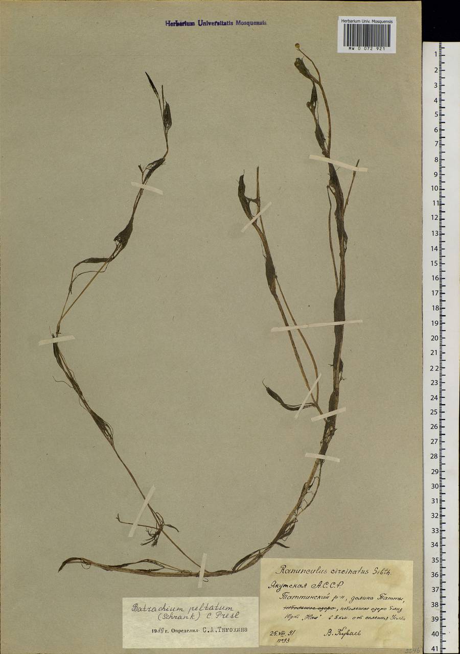 Ranunculus aquatilis L., Siberia, Yakutia (S5) (Russia)