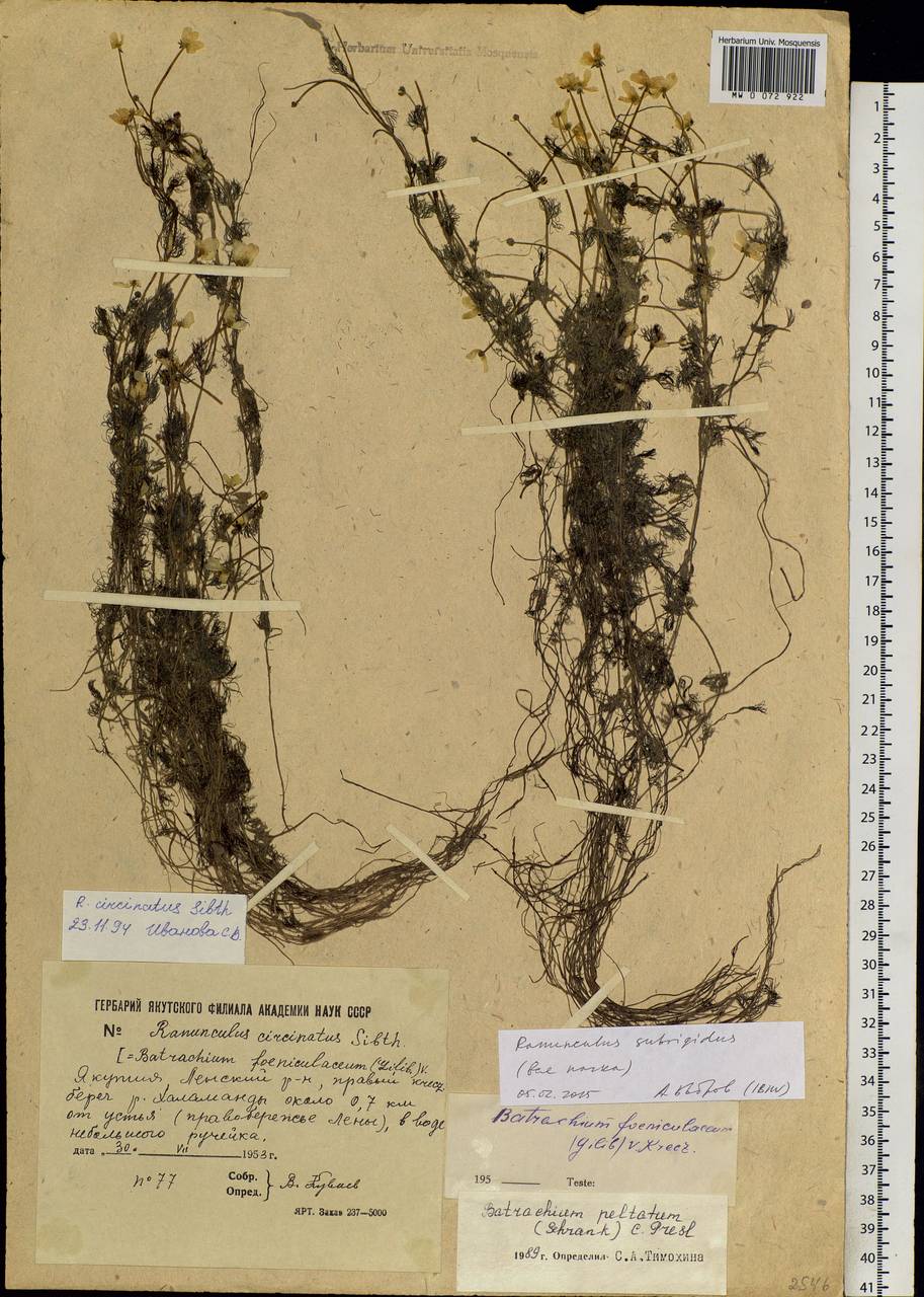 Ranunculus subrigidus W. B. Drew, Siberia, Yakutia (S5) (Russia)