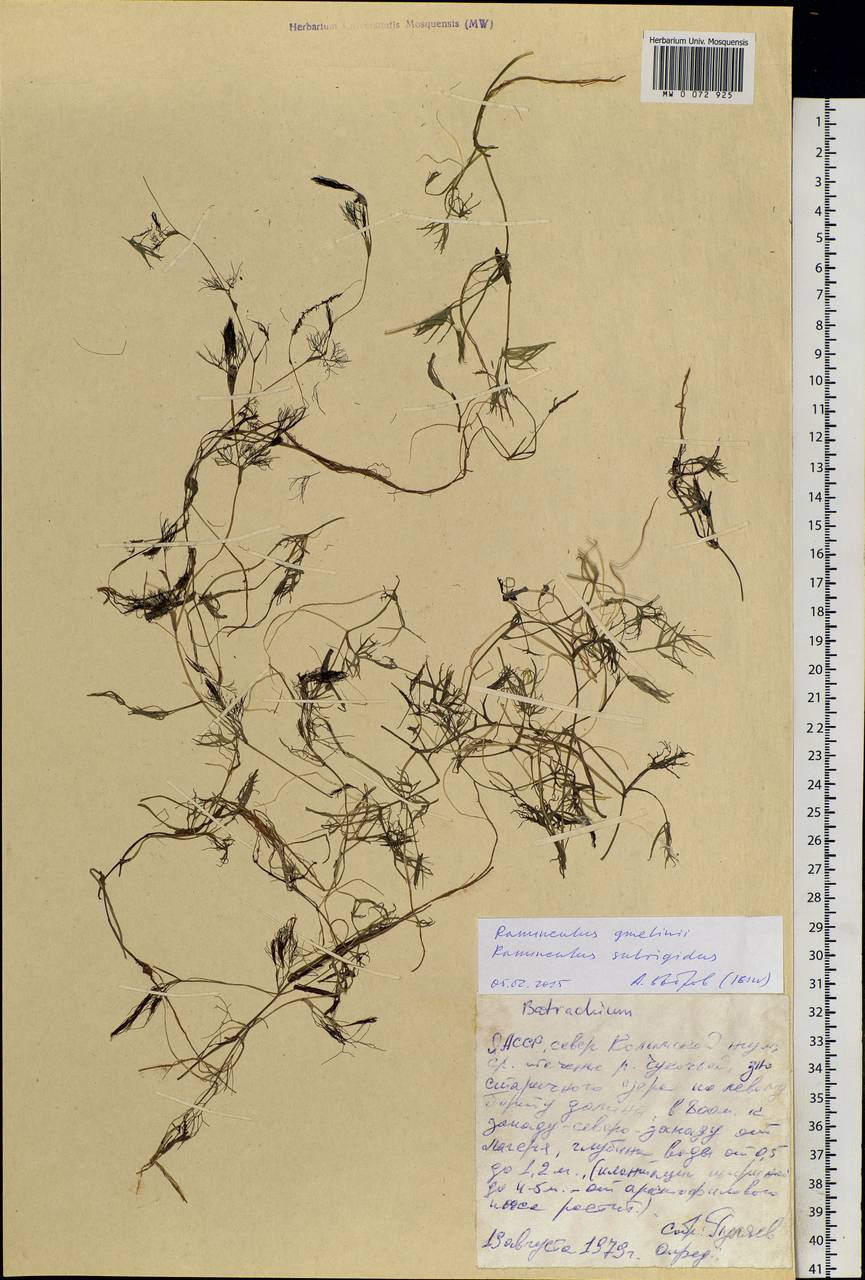 Ranunculus subrigidus W. B. Drew, Siberia, Yakutia (S5) (Russia)