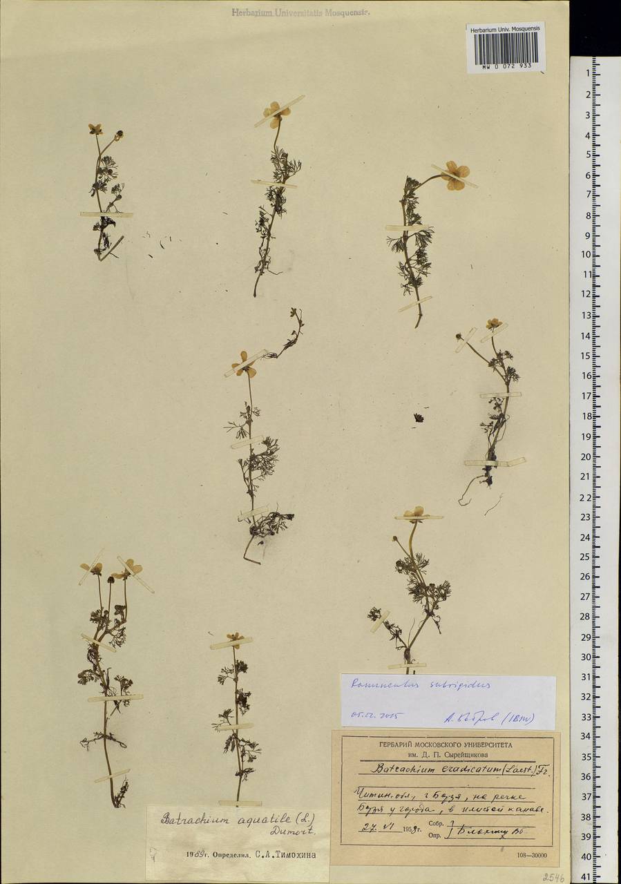 Ranunculus subrigidus W. B. Drew, Siberia, Baikal & Transbaikal region (S4) (Russia)