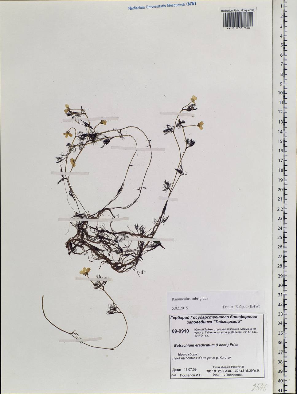 Ranunculus subrigidus W. B. Drew, Siberia, Central Siberia (S3) (Russia)