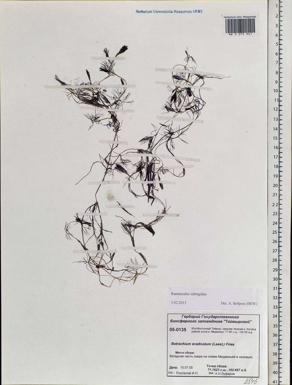 Ranunculus subrigidus W. B. Drew, Siberia, Central Siberia (S3) (Russia)