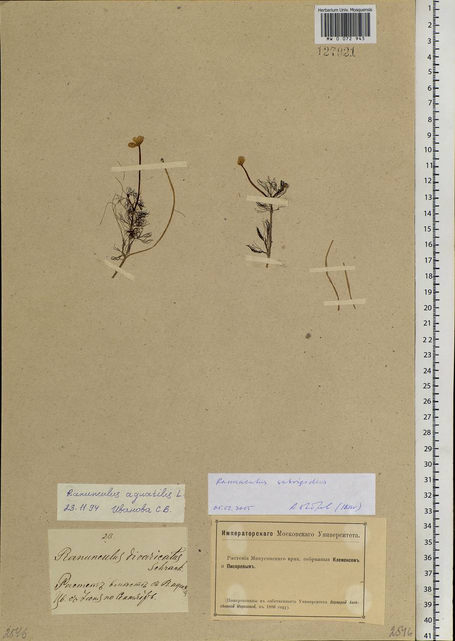 Ranunculus subrigidus W. B. Drew, Siberia, Altai & Sayany Mountains (S2) (Russia)