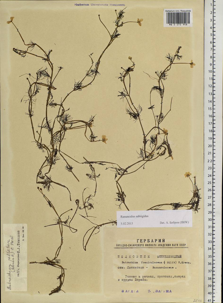 Ranunculus subrigidus W. B. Drew, Siberia, Western Siberia (S1) (Russia)