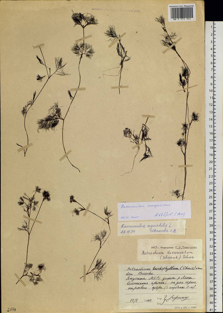 Ranunculus mongolicus (Krylov) Serg., Siberia, Yakutia (S5) (Russia)