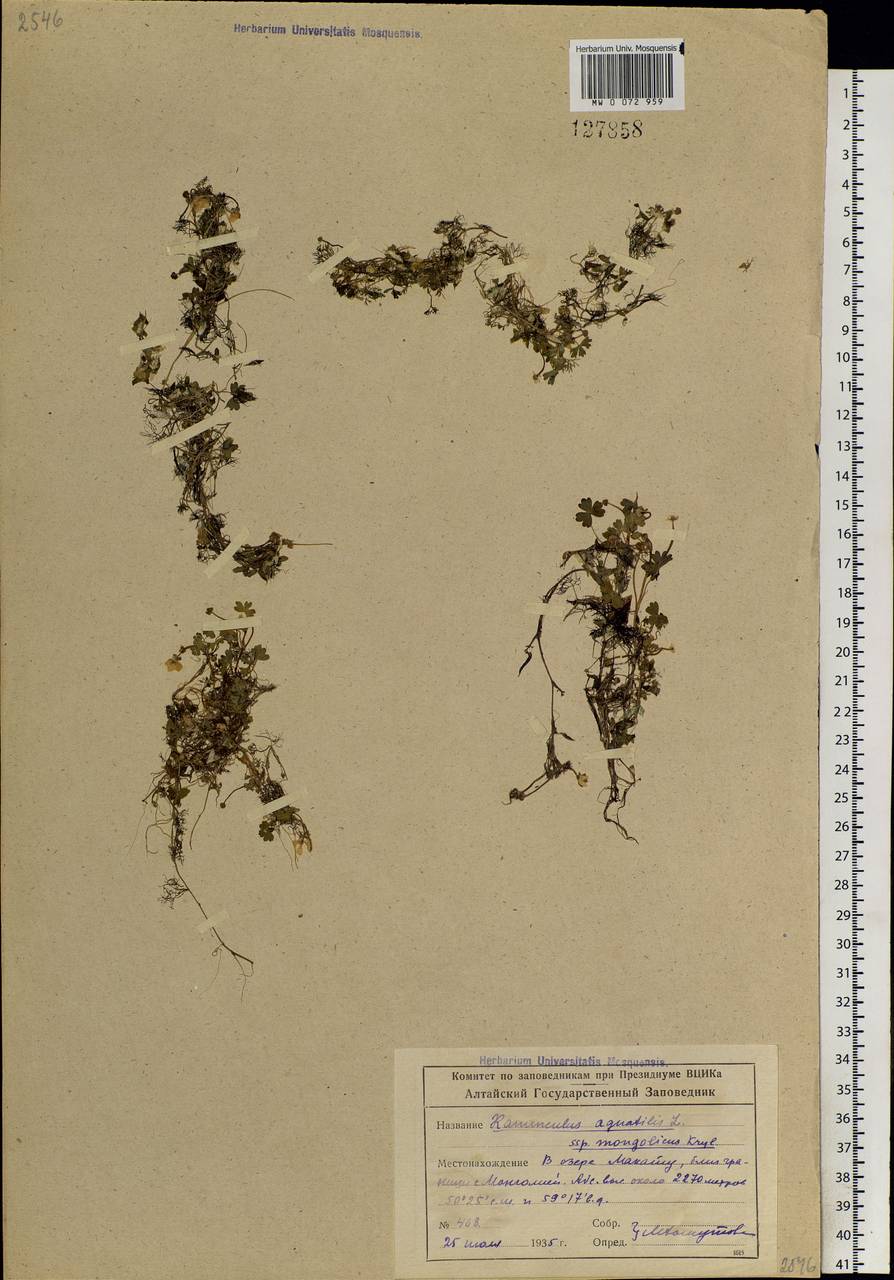 Ranunculus mongolicus (Krylov) Serg., Siberia, Altai & Sayany Mountains (S2) (Russia)