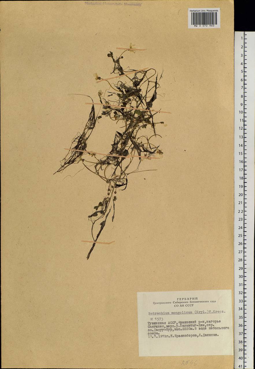 Ranunculus mongolicus (Krylov) Serg., Siberia, Altai & Sayany Mountains (S2) (Russia)