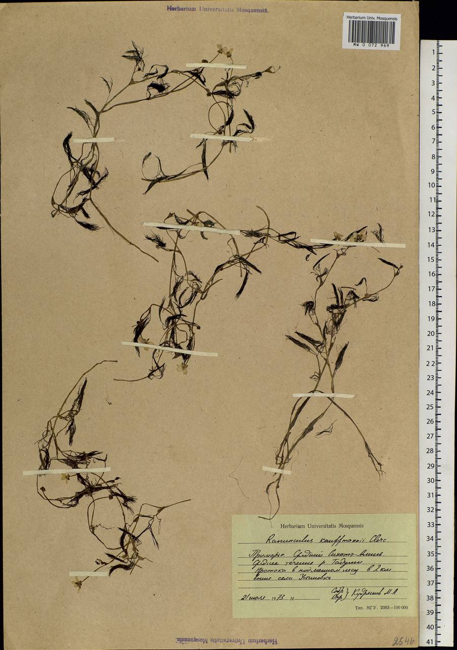 Ranunculus kauffmannii P.Clerc, Siberia, Russian Far East (S6) (Russia)