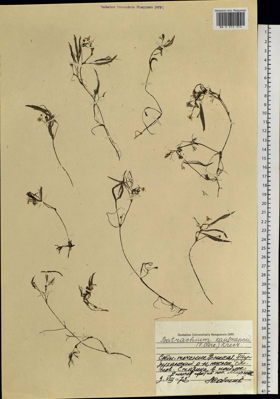 Ranunculus kauffmannii P.Clerc, Siberia, Central Siberia (S3) (Russia)
