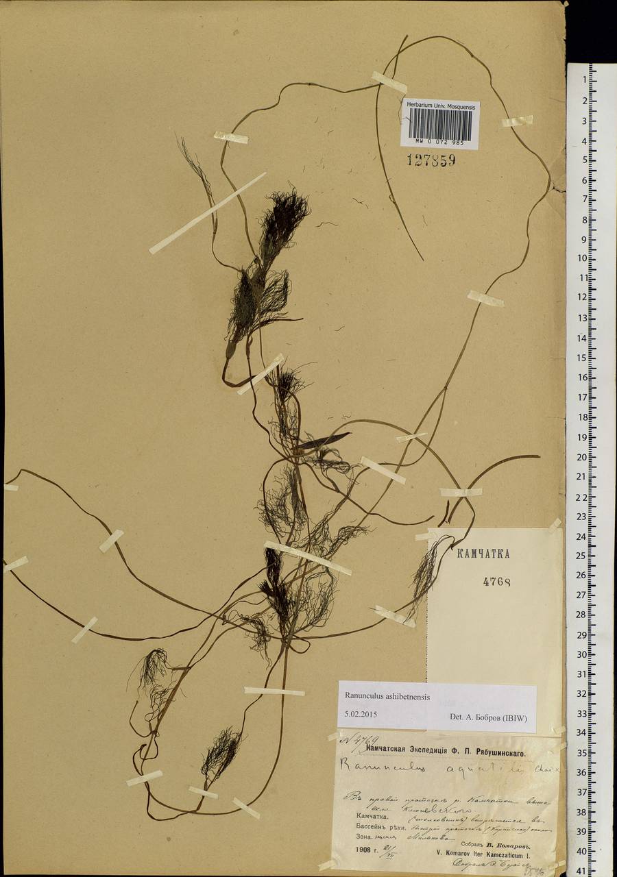 Ranunculus ashibetsuensis Wiegleb, Siberia, Chukotka & Kamchatka (S7) (Russia)