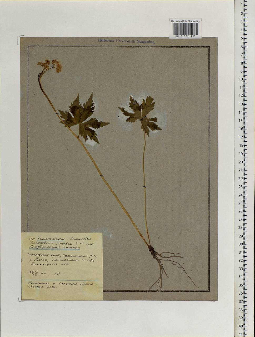 Trautvetteria palmata Fisch. & C. A. Mey., Siberia, Russian Far East (S6) (Russia)