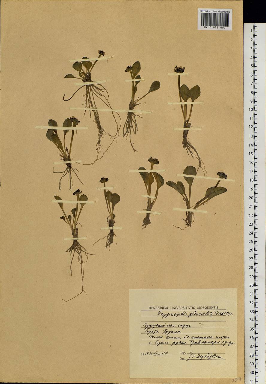 Oxygraphis kamchatica (DC.) R. R. Stewart, Siberia, Chukotka & Kamchatka (S7) (Russia)