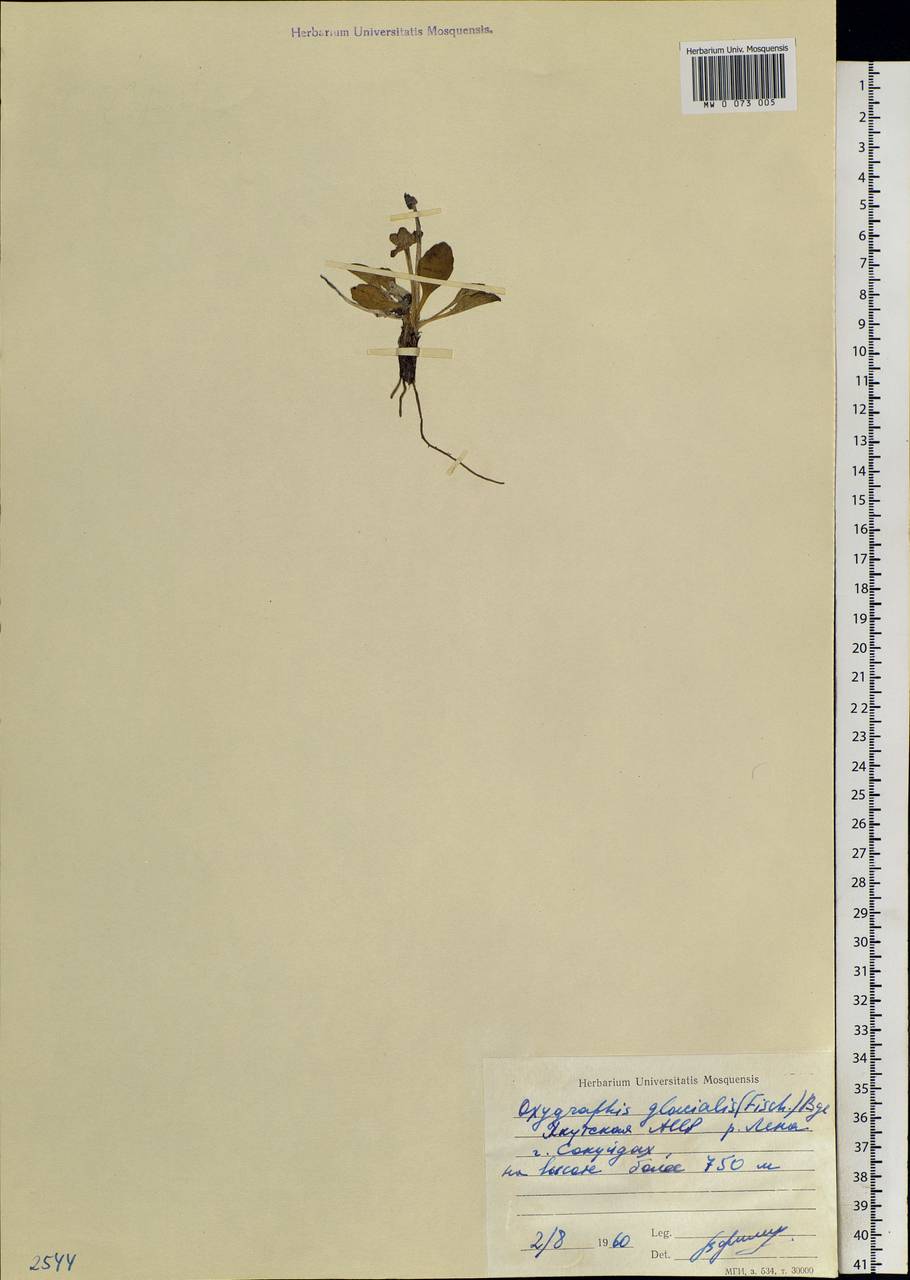 Oxygraphis kamchatica (DC.) R. R. Stewart, Siberia, Yakutia (S5) (Russia)