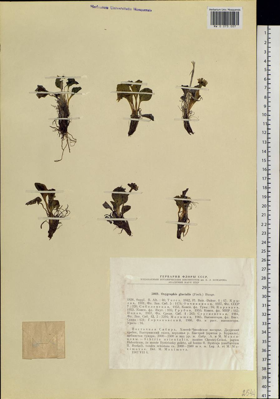 Oxygraphis kamchatica (DC.) R. R. Stewart, Siberia, Baikal & Transbaikal region (S4) (Russia)