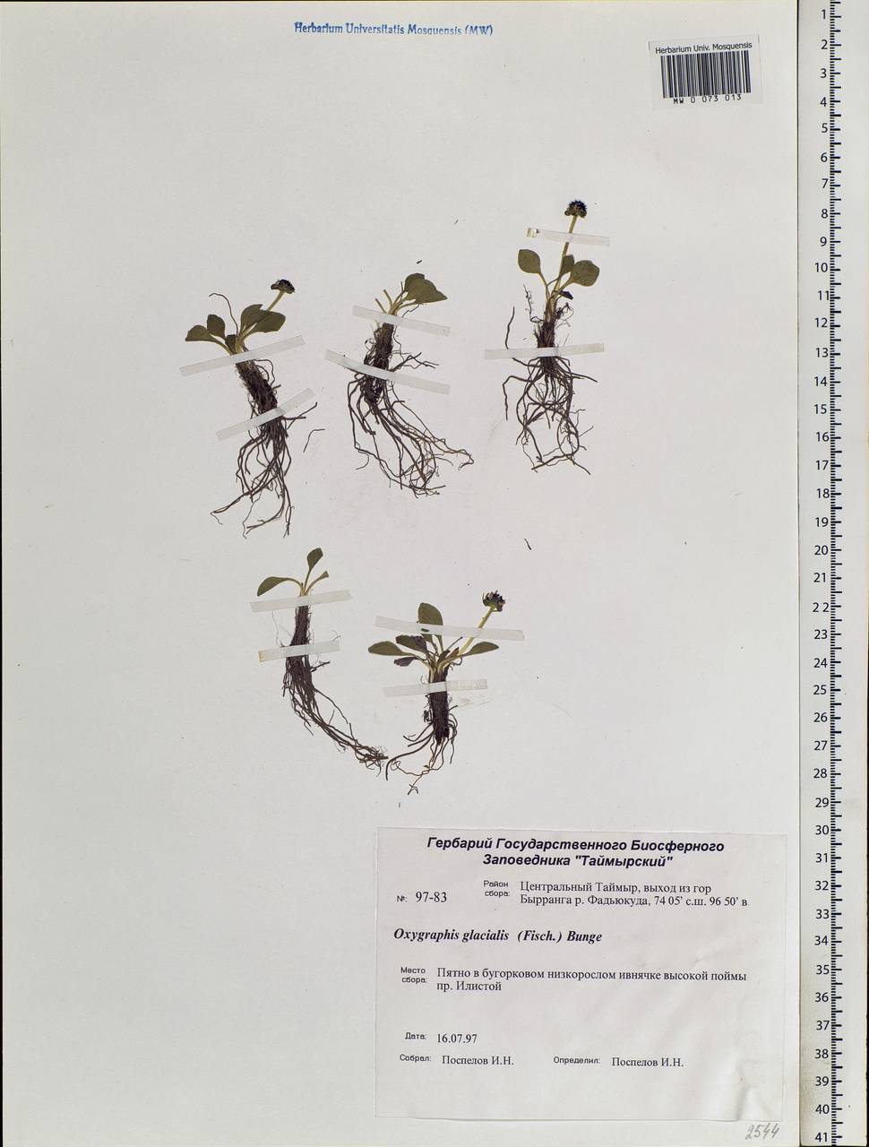 Oxygraphis kamchatica (DC.) R. R. Stewart, Siberia, Central Siberia (S3) (Russia)