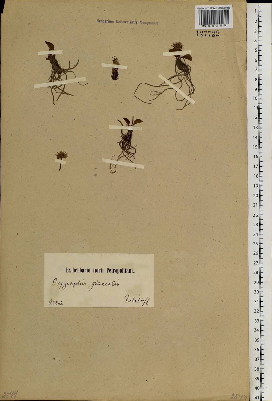 Oxygraphis kamchatica (DC.) R. R. Stewart, Siberia, Altai & Sayany Mountains (S2) (Russia)