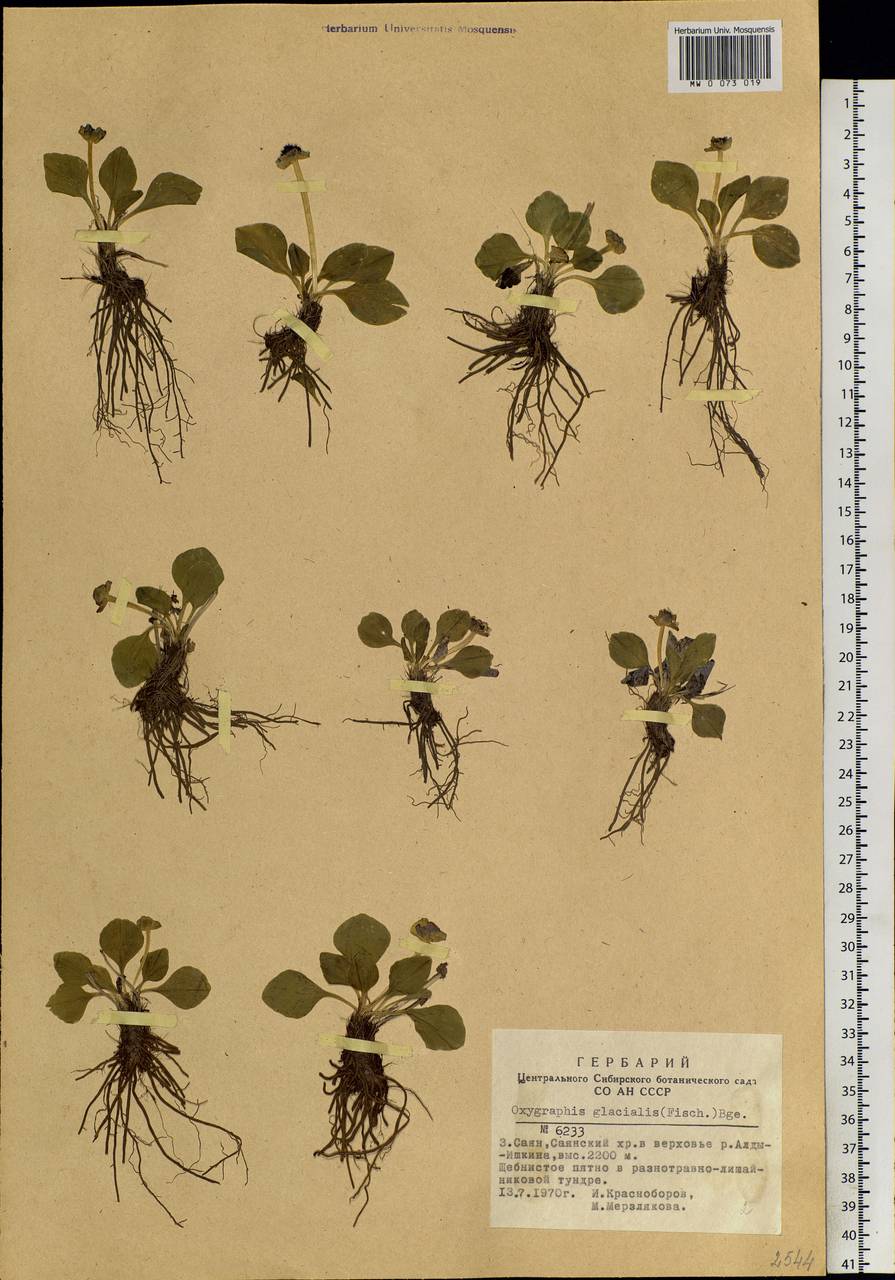 Oxygraphis kamchatica (DC.) R. R. Stewart, Siberia, Altai & Sayany Mountains (S2) (Russia)