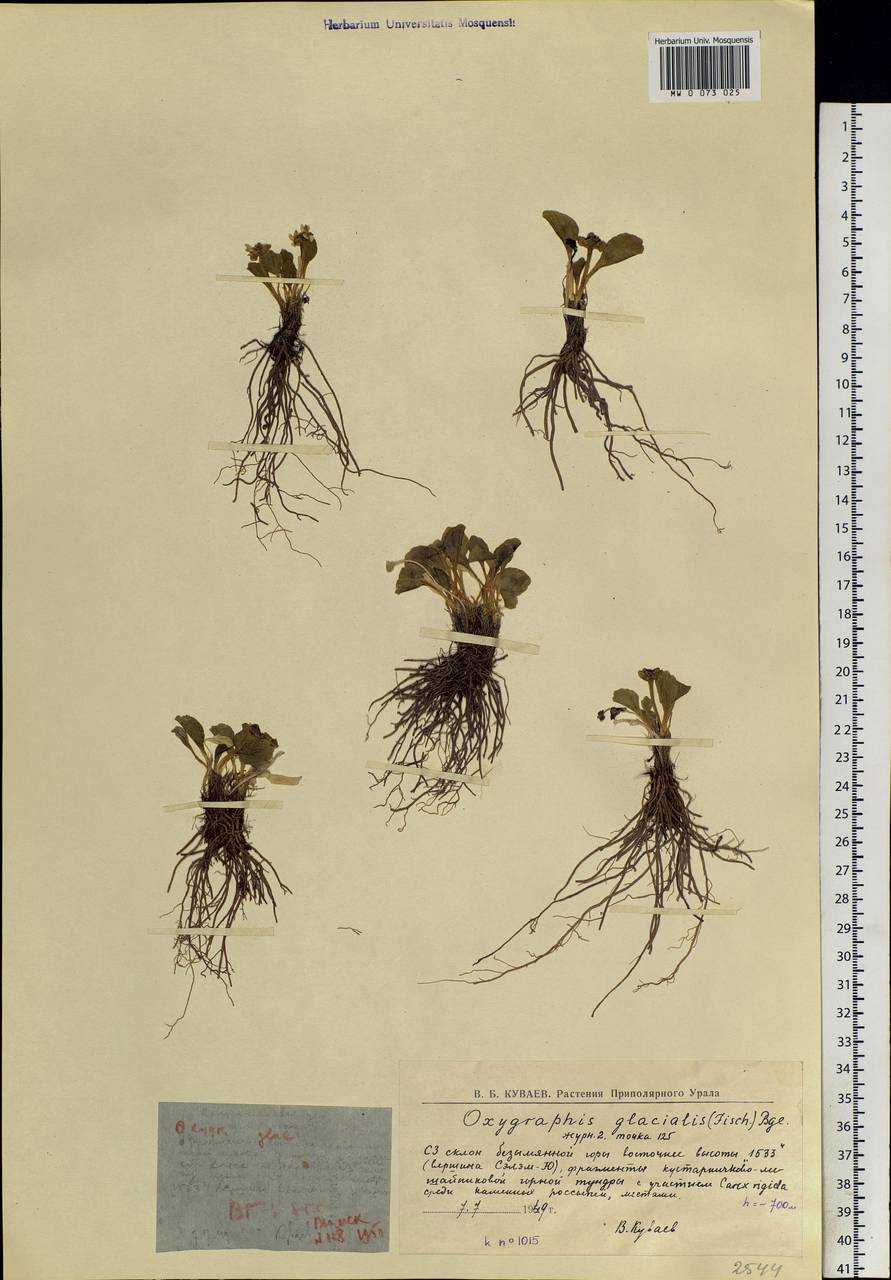 Oxygraphis kamchatica (DC.) R. R. Stewart, Siberia, Western Siberia (S1) (Russia)