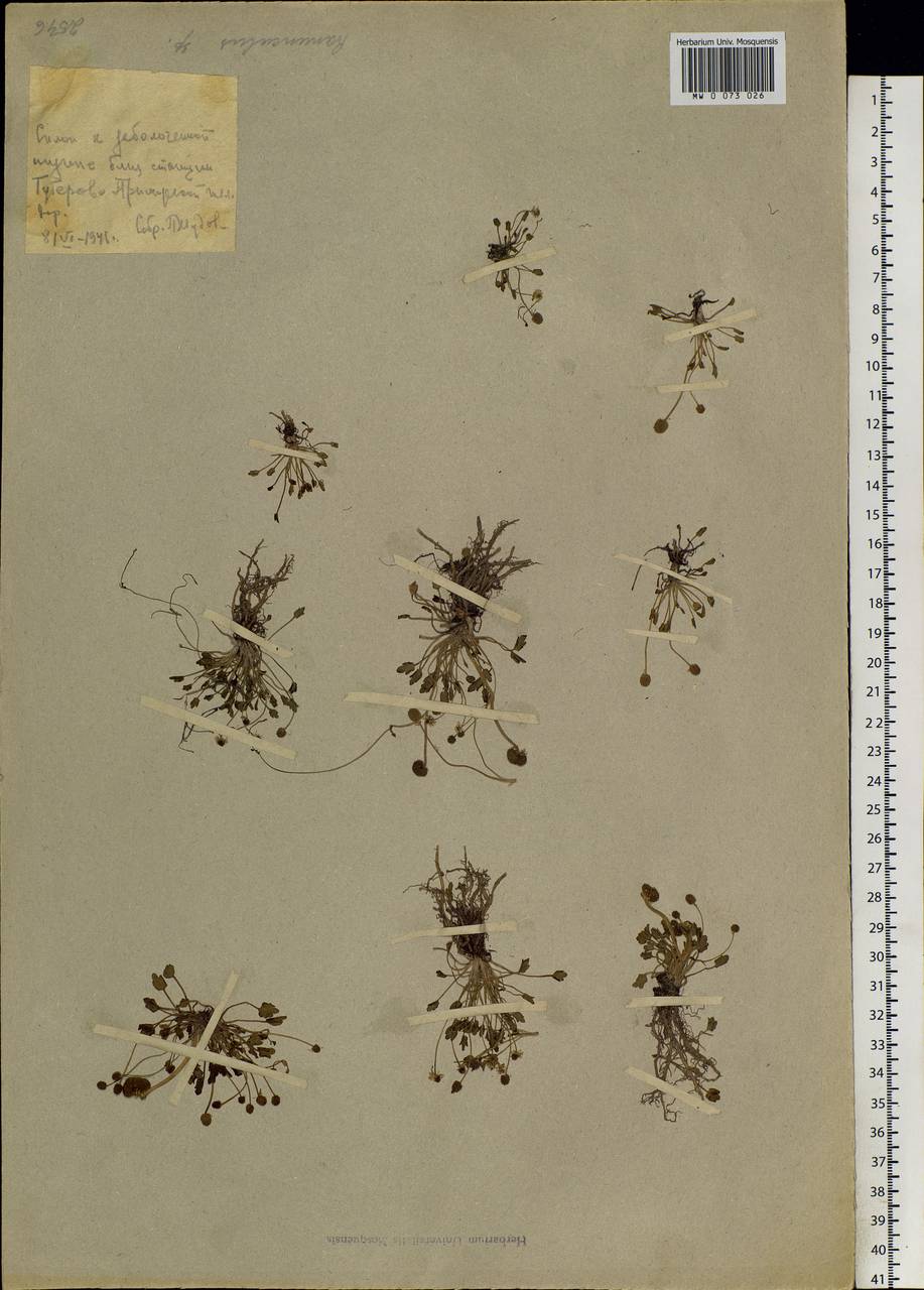 Halerpestes sarmentosus (Adams) Kom., Siberia, Russian Far East (S6) (Russia)