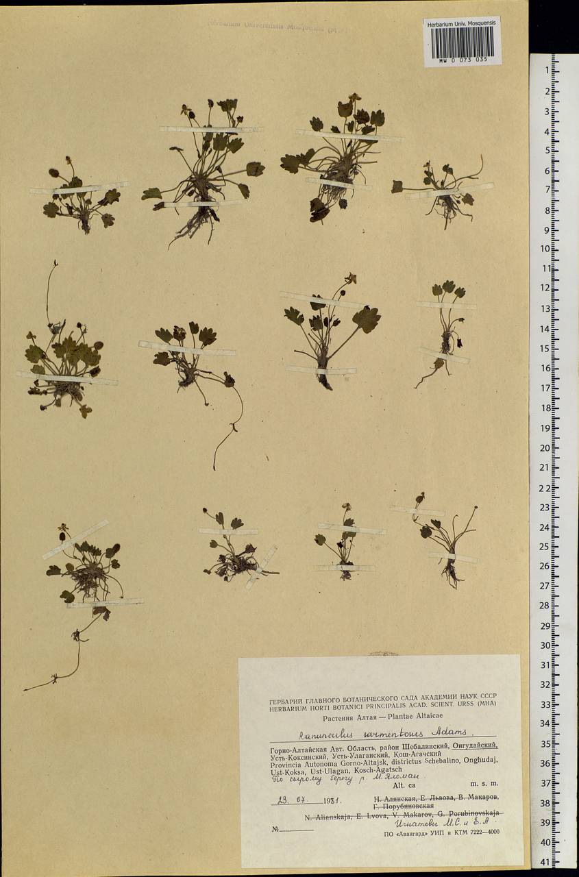 Halerpestes sarmentosus (Adams) Kom., Siberia, Altai & Sayany Mountains (S2) (Russia)