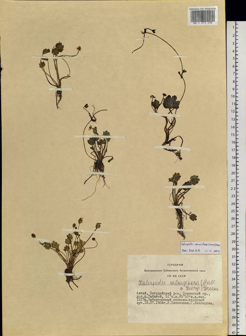 Halerpestes sarmentosus (Adams) Kom., Siberia, Altai & Sayany Mountains (S2) (Russia)