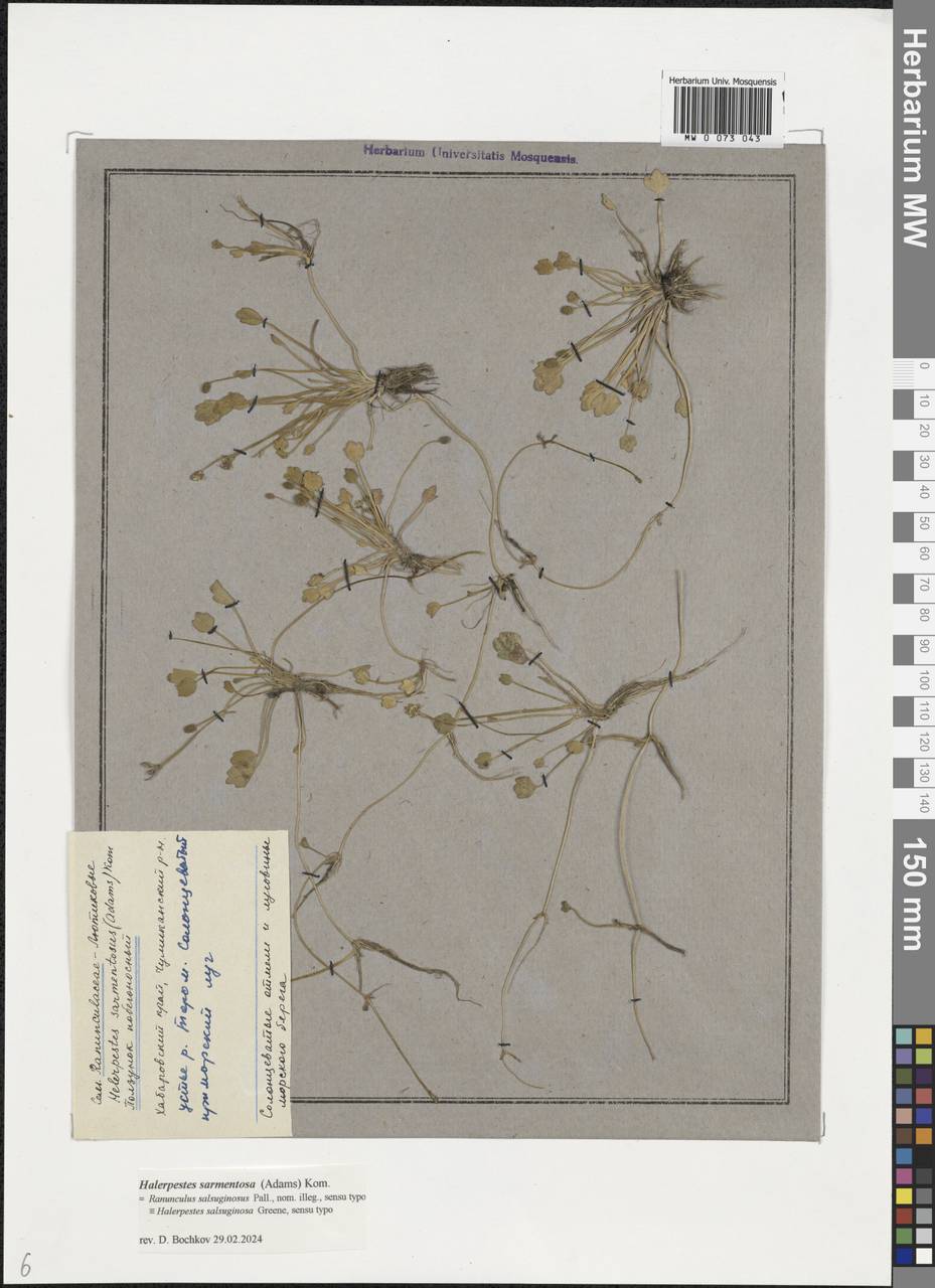 Halerpestes sarmentosus (Adams) Kom., Siberia, Russian Far East (S6) (Russia)