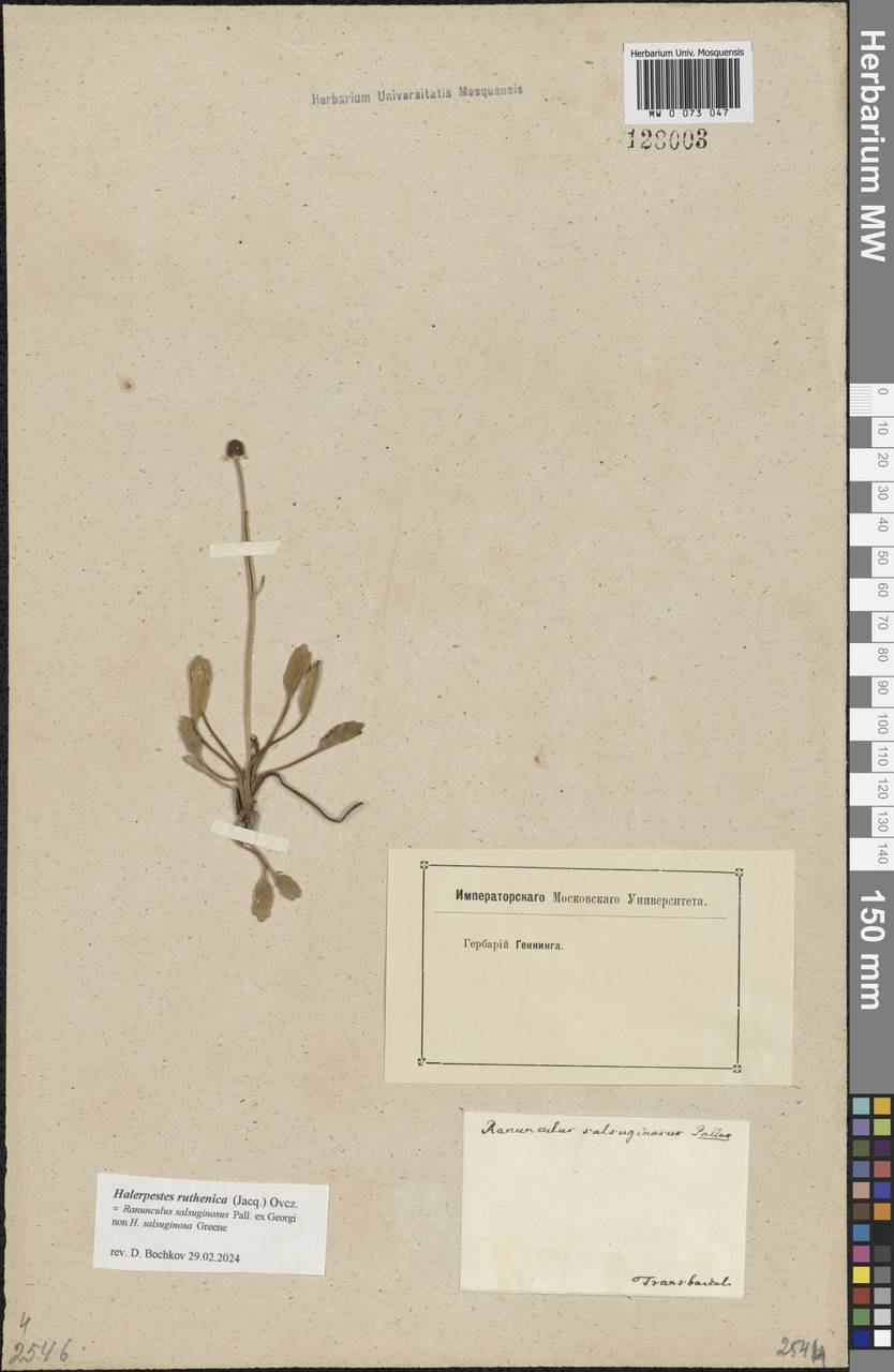 Halerpestes ruthenica (Jacq.) Ovcz., Siberia, Baikal & Transbaikal region (S4) (Russia)