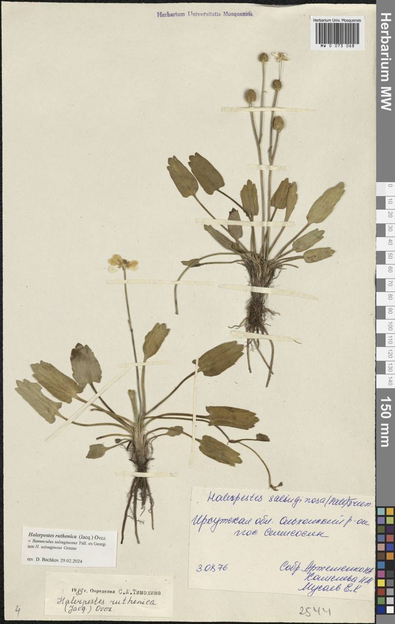 Halerpestes ruthenica (Jacq.) Ovcz., Siberia, Baikal & Transbaikal region (S4) (Russia)