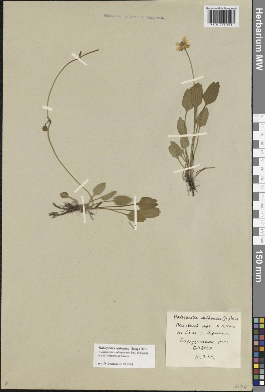 Halerpestes ruthenica (Jacq.) Ovcz., Siberia, Baikal & Transbaikal region (S4) (Russia)