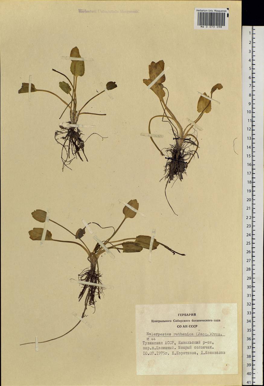 Halerpestes sarmentosus (Adams) Kom., Siberia, Altai & Sayany Mountains (S2) (Russia)