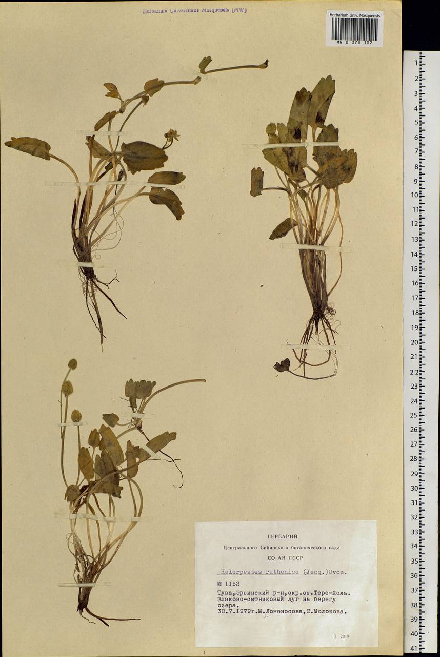 Halerpestes sarmentosus (Adams) Kom., Siberia, Altai & Sayany Mountains (S2) (Russia)