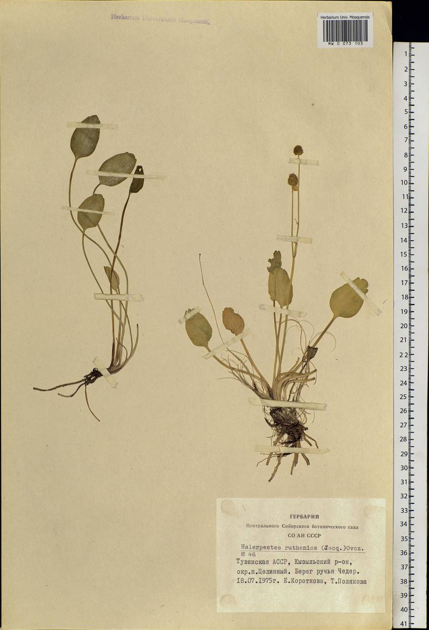 Halerpestes sarmentosus (Adams) Kom., Siberia, Altai & Sayany Mountains (S2) (Russia)