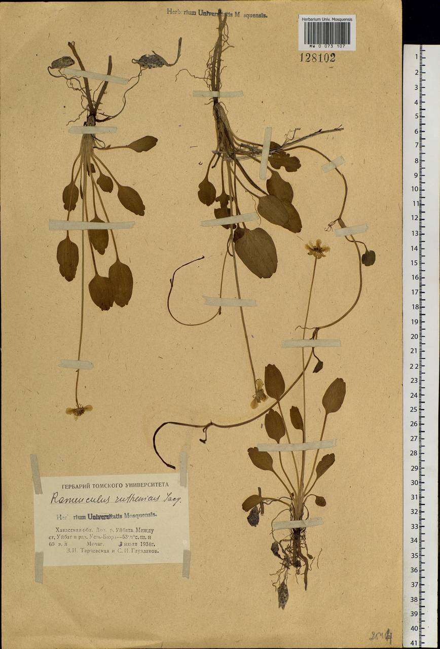 Halerpestes sarmentosus (Adams) Kom., Siberia, Altai & Sayany Mountains (S2) (Russia)