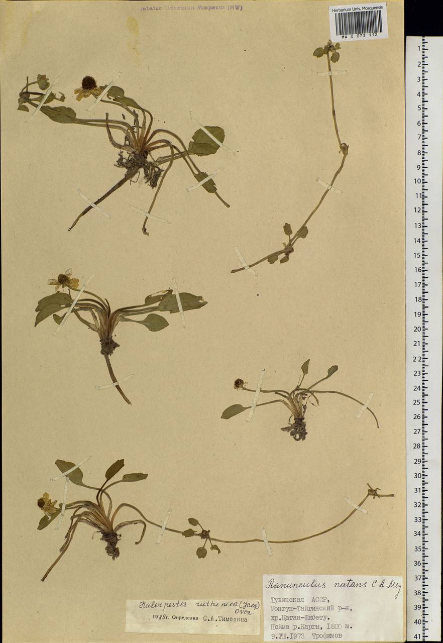 Halerpestes sarmentosus (Adams) Kom., Siberia, Altai & Sayany Mountains (S2) (Russia)