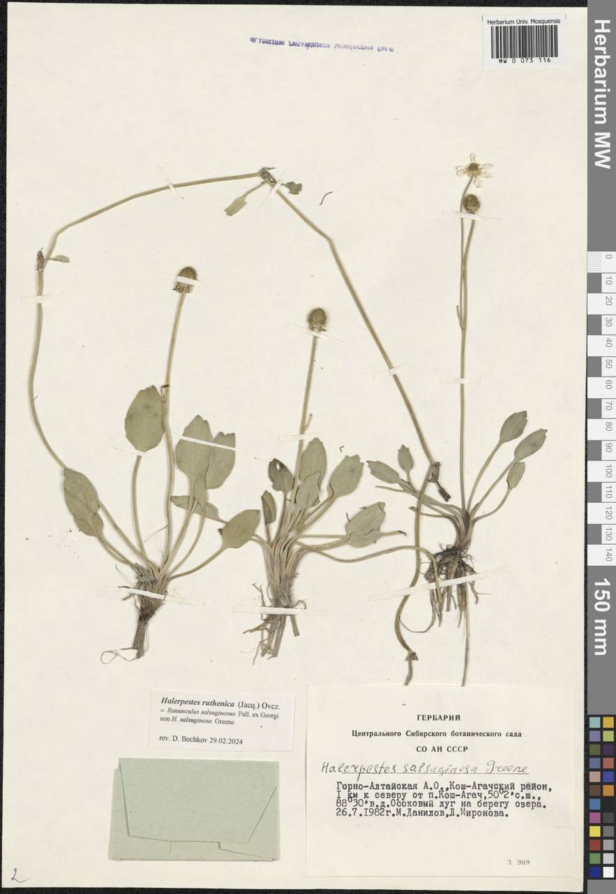 Halerpestes ruthenica (Jacq.) Ovcz., Siberia, Altai & Sayany Mountains (S2) (Russia)