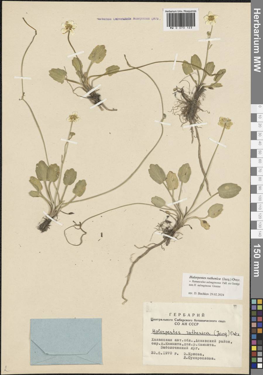 Halerpestes ruthenica (Jacq.) Ovcz., Siberia, Altai & Sayany Mountains (S2) (Russia)