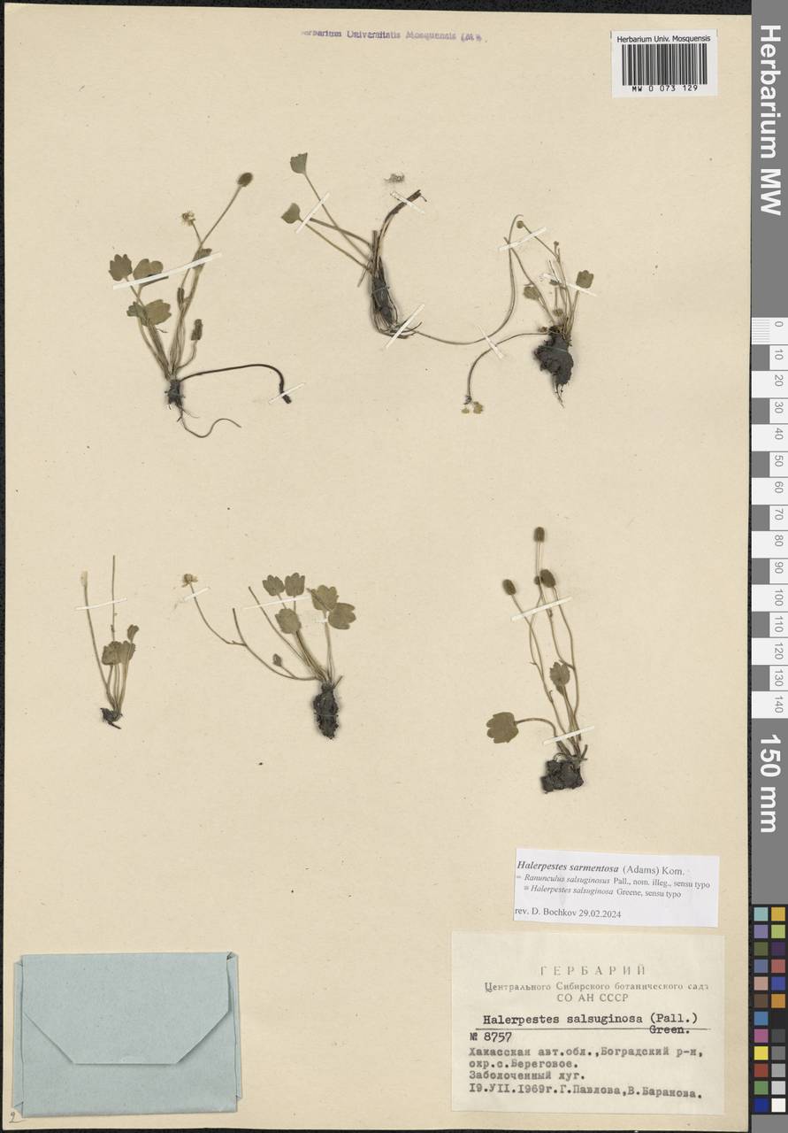 Halerpestes sarmentosus (Adams) Kom., Siberia, Altai & Sayany Mountains (S2) (Russia)